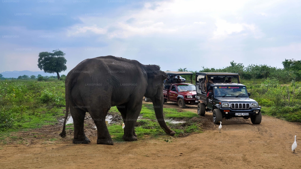 Udawalawe National Park Safari from Galle