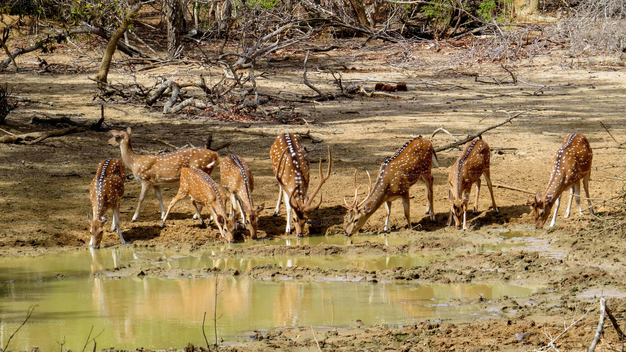 Safari in het nationale park Yala vanuit Galle