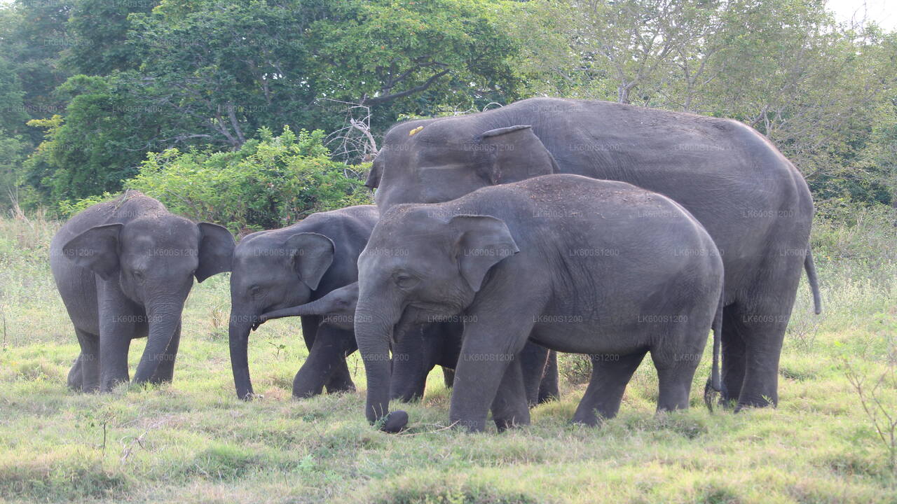 Sigiriya Rock- en wilde olifantensafari vanuit Habarana