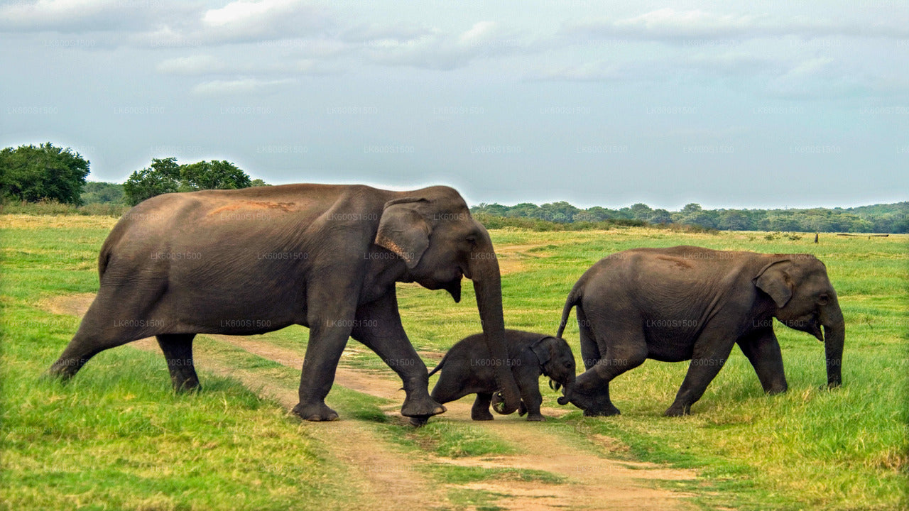Safari naar het oude koninkrijk van Polonnaruwa en wilde olifanten vanuit Habarana