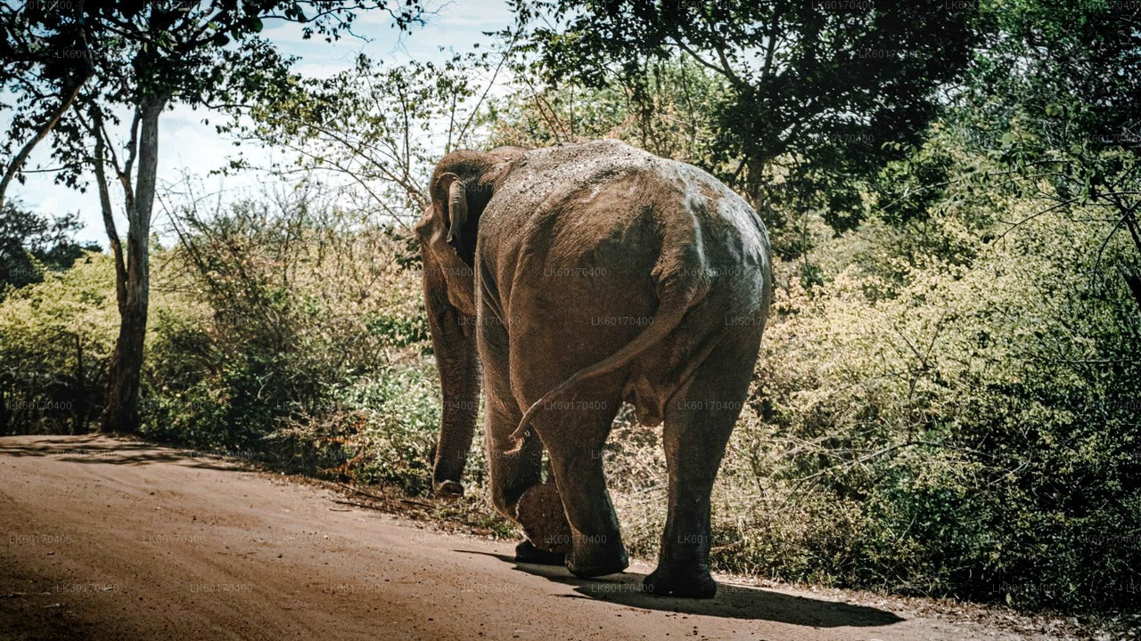 Sigiriya Rock- en wilde olifantensafari vanuit Kandy