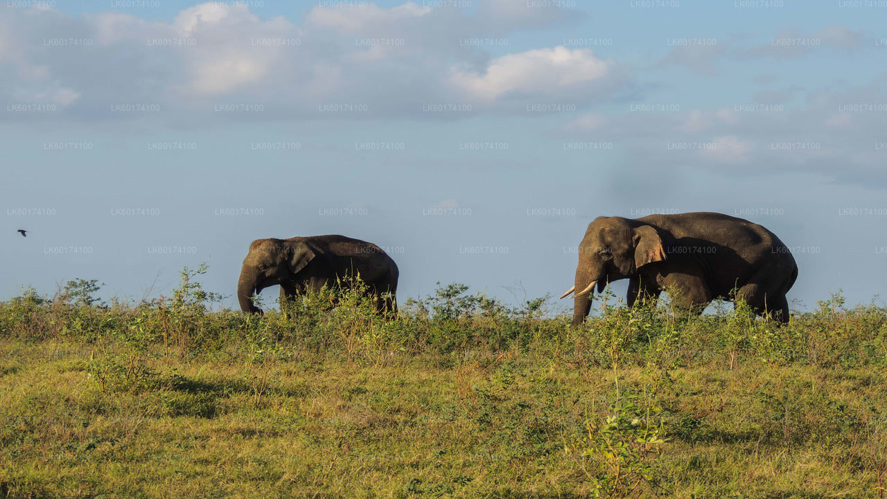 Safari in het nationale park Kaudulla vanuit Kandy