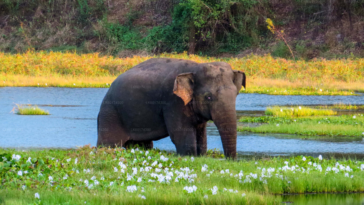 Safari in het nationale park Wasgamuwa vanuit Kandy