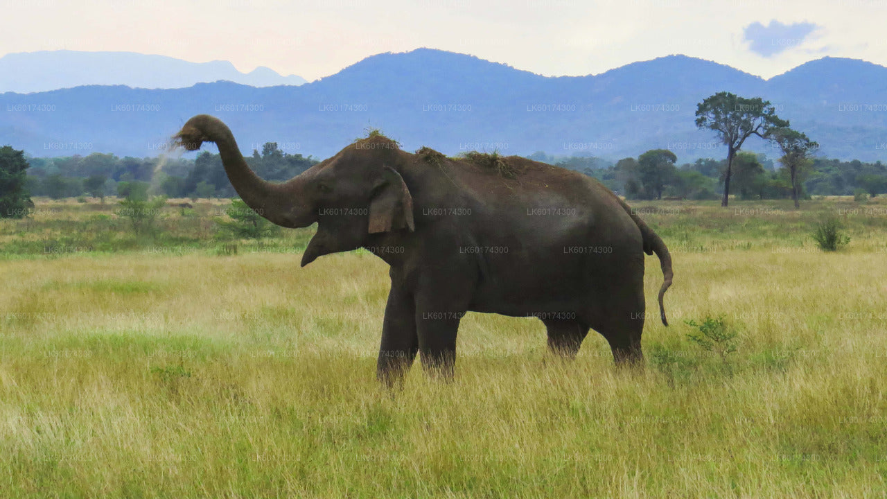 Safari in het nationale park Wasgamuwa vanuit Kandy