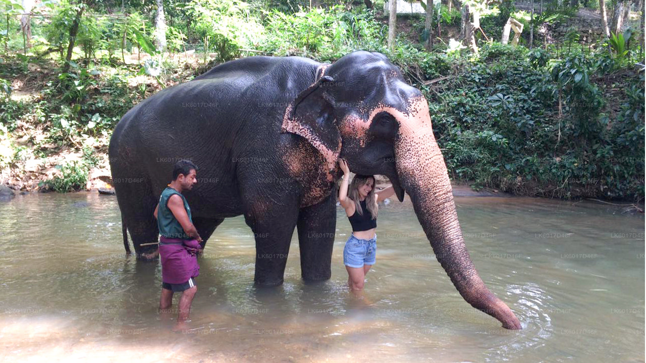 Millennium Elephant Foundation uit Colombo
