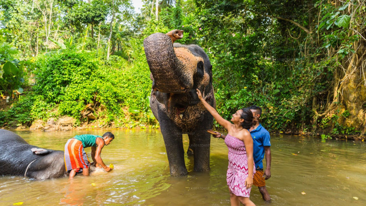 Millennium Elephant Foundation uit Colombo