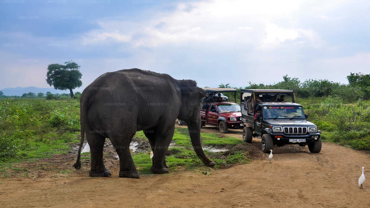 Safari in het nationale park Udawalawe vanuit Koggala