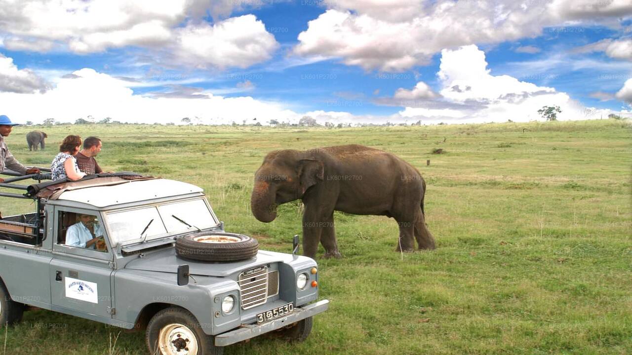 Sigiriya Rock- en wilde olifantensafari vanuit Negombo