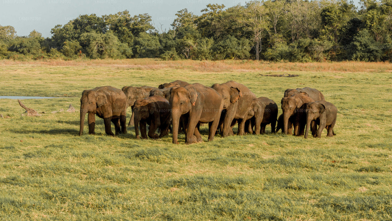Sigiriya Rock- en wilde olifantensafari vanuit Negombo
