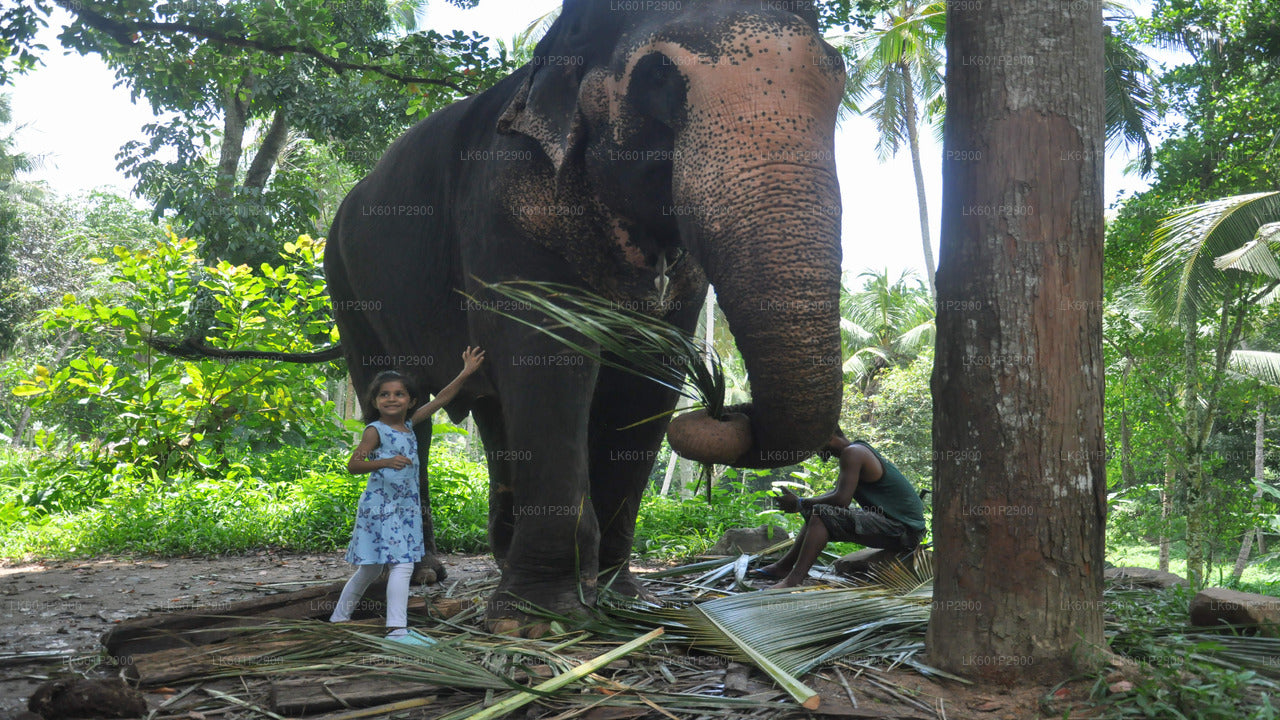 Millennium Elephant Foundation uit Negombo