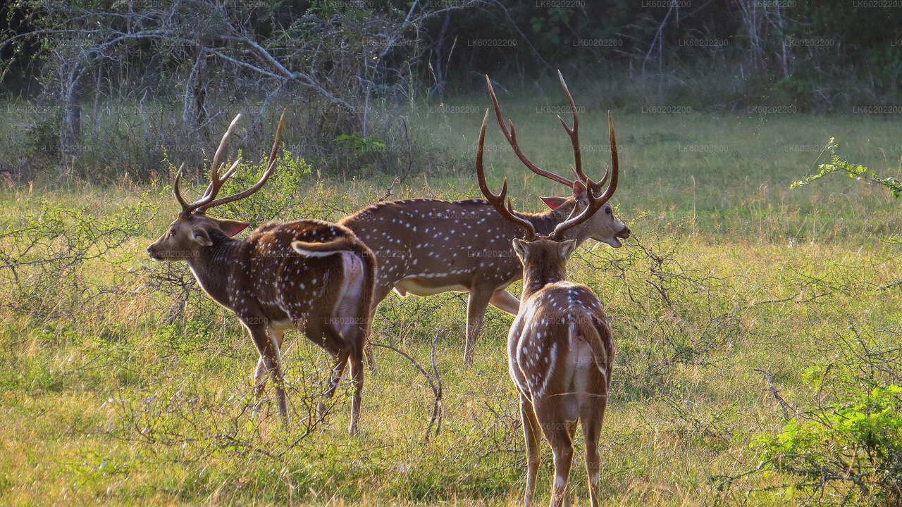 Safari in het nationale park Wilpattu vanuit Sigiriya