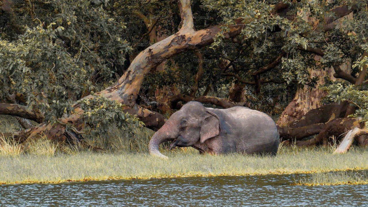 Safari in het nationale park Wilpattu vanuit Sigiriya