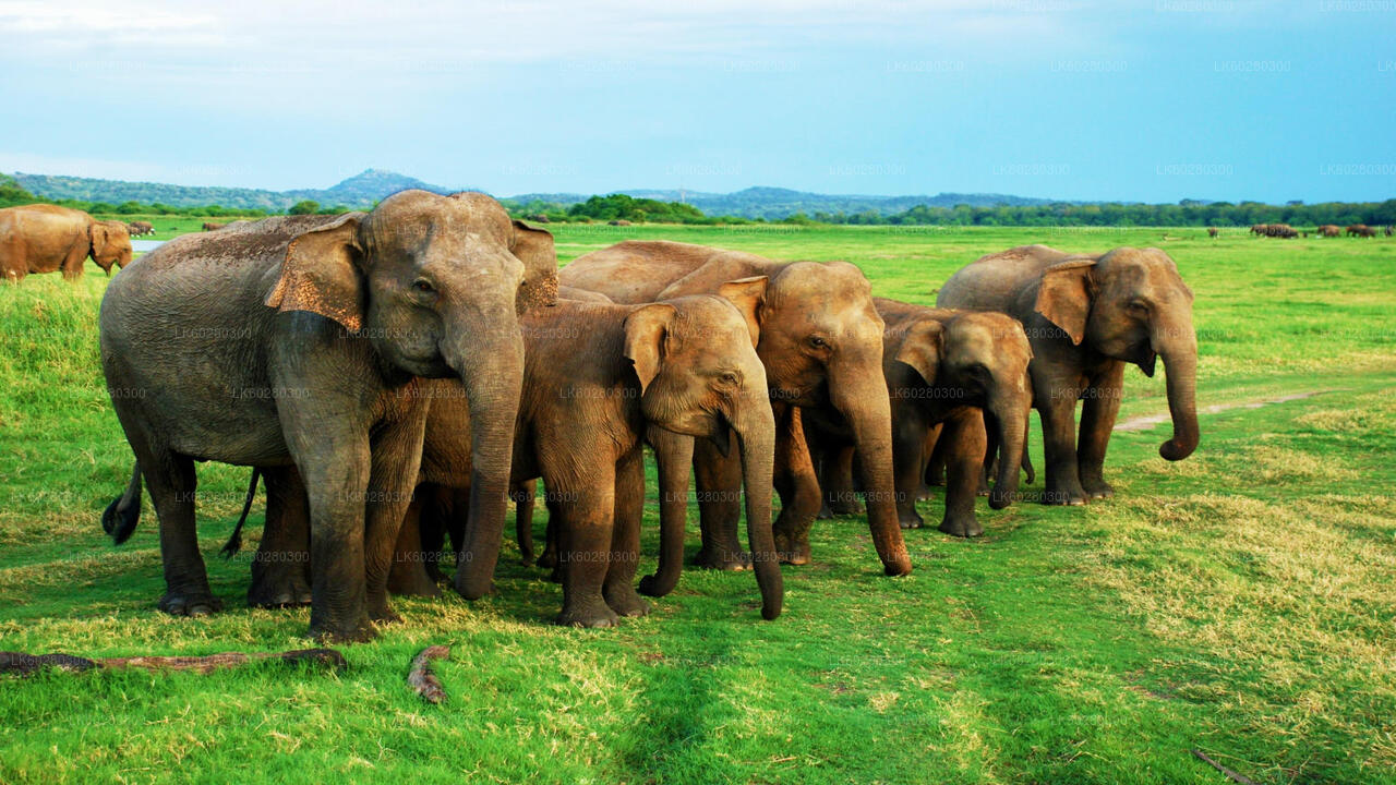 Safari in het nationale park Udawalawe vanuit Hambantota