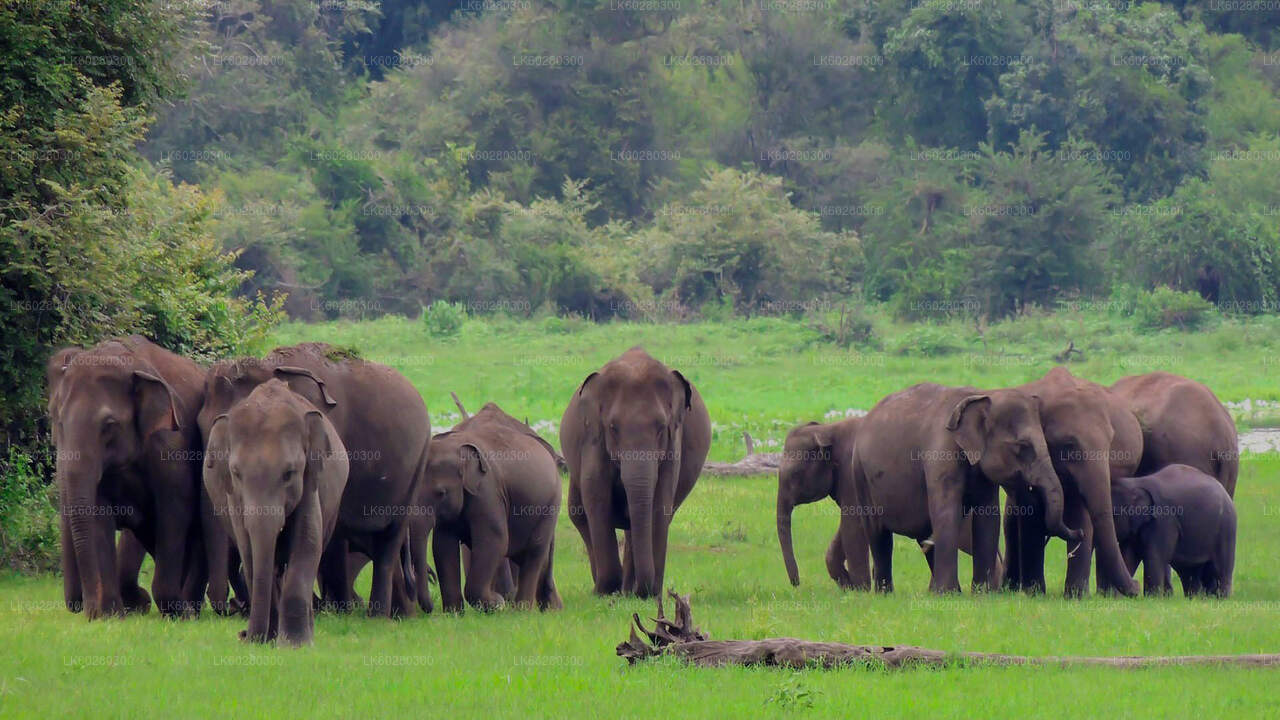 Safari in het nationale park Udawalawe vanuit Hambantota