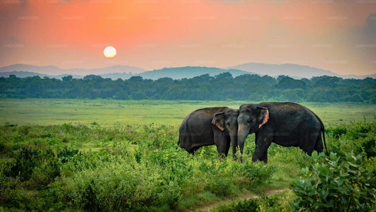 Safari in het nationale park Udawalawe vanuit Weligama