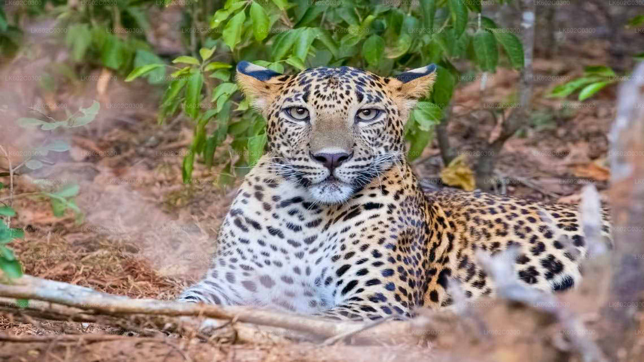 Safari in het nationale park Yala vanuit Weligama