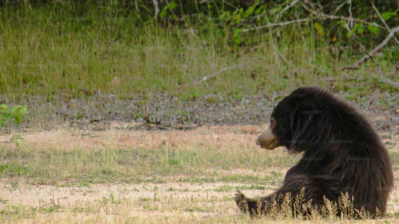 Safari in het nationale park Yala vanuit Weligama