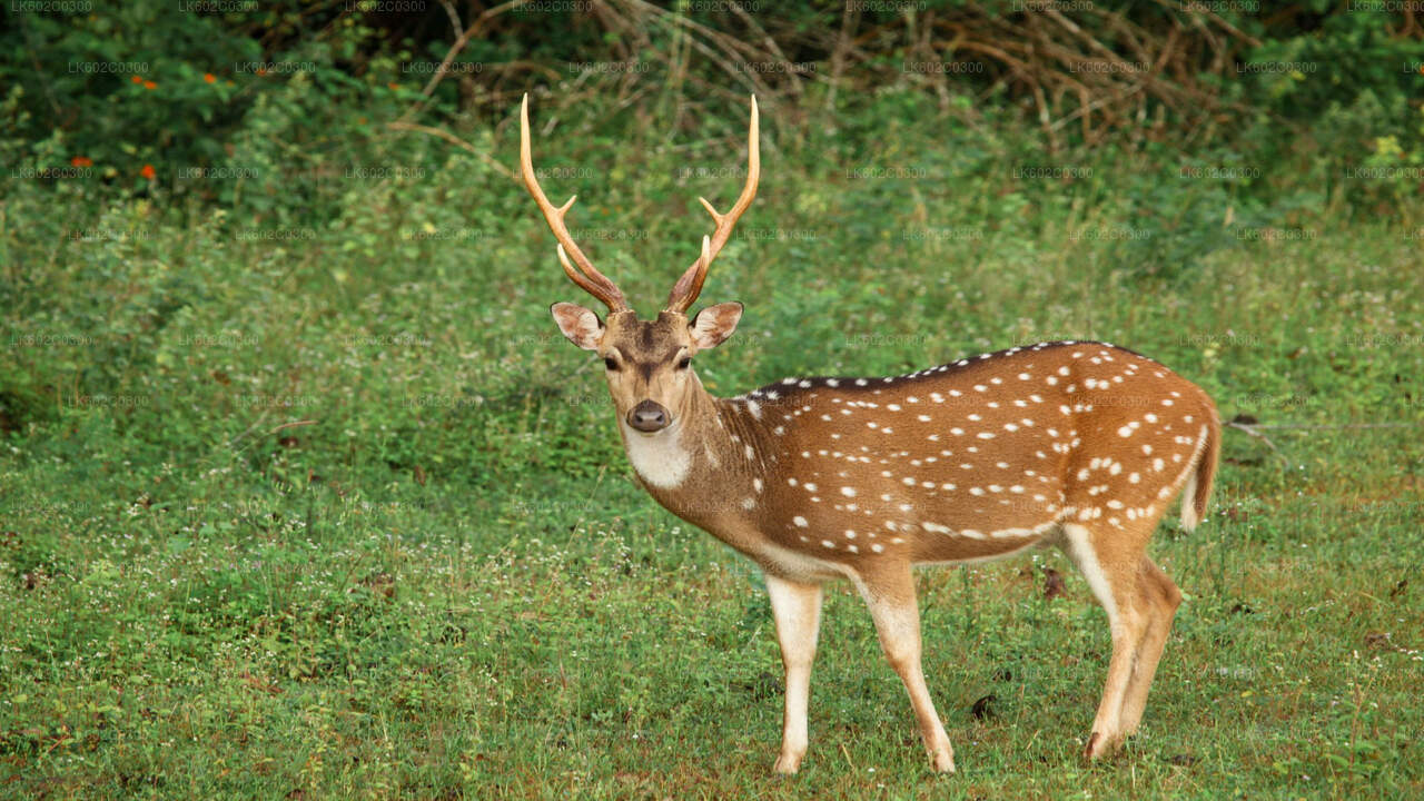 Safari in het nationale park Yala vanuit Weligama