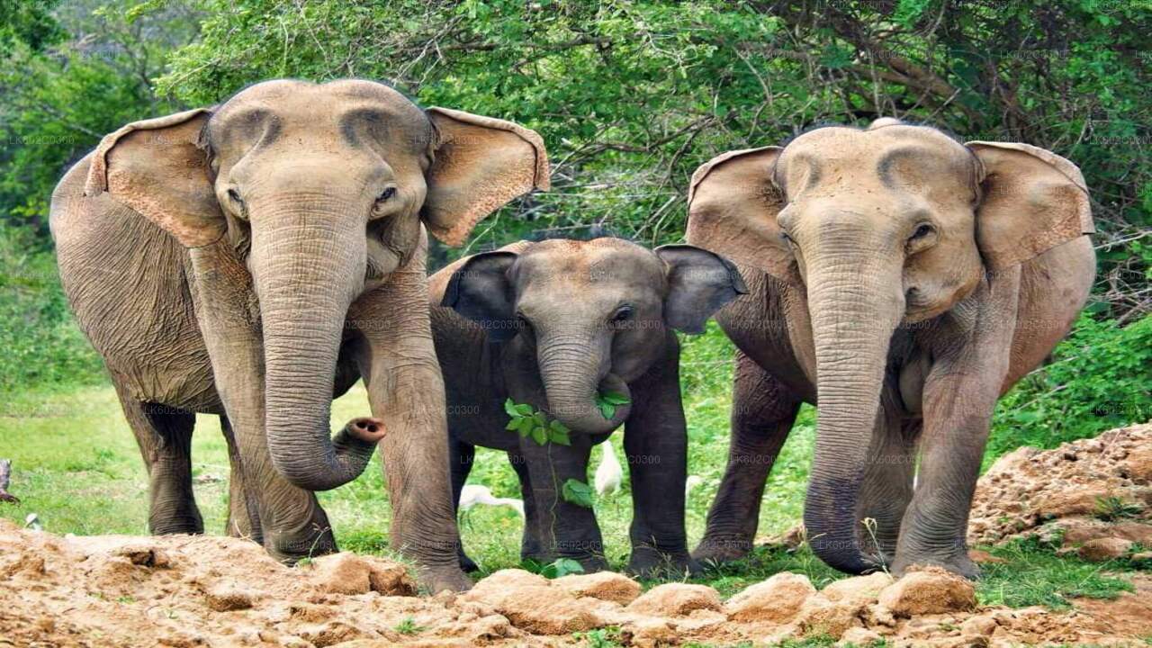 Safari in het nationale park Yala vanuit Weligama