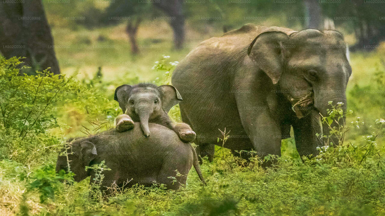 Safari in het nationale park Yala vanuit Weligama