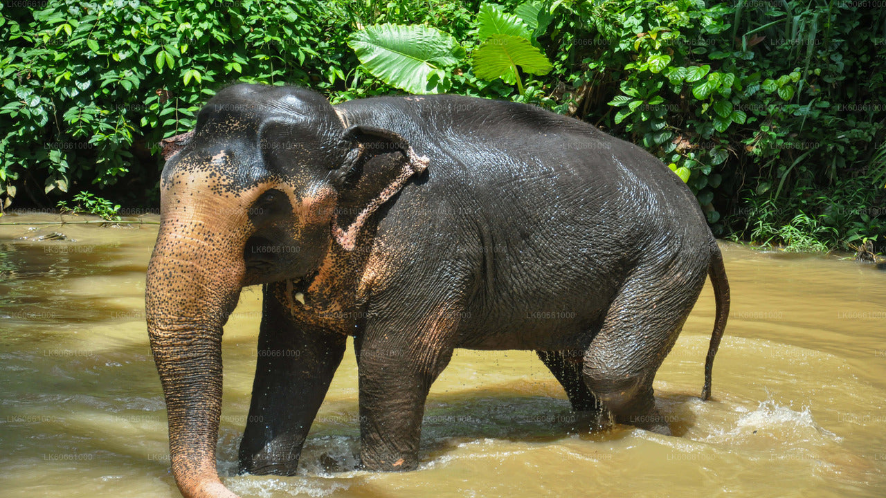 Millennium Elephant Foundation Visit from Mount Lavinia