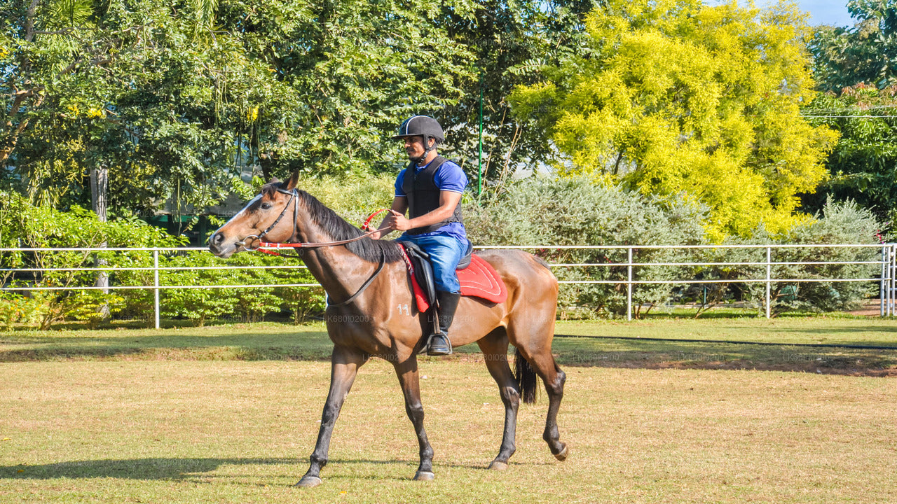 Horse Riding for Professionals from Dambulla
