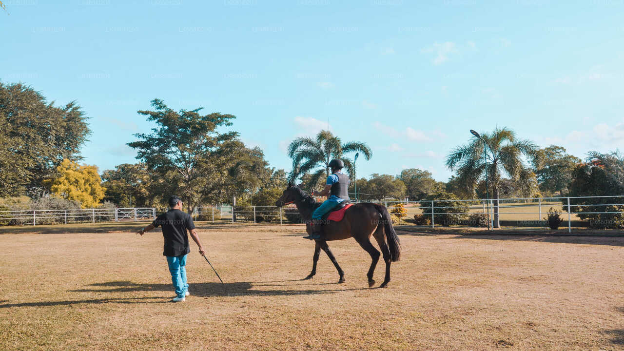 Horse Riding for Professionals from Dambulla