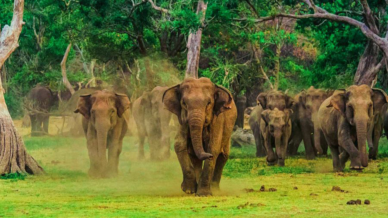 Entreeticket voor het Yala National Park