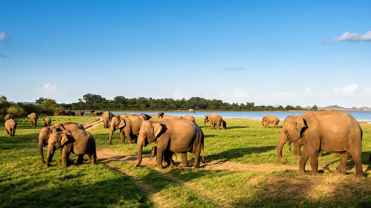 Entreeticket voor het Minneriya National Park