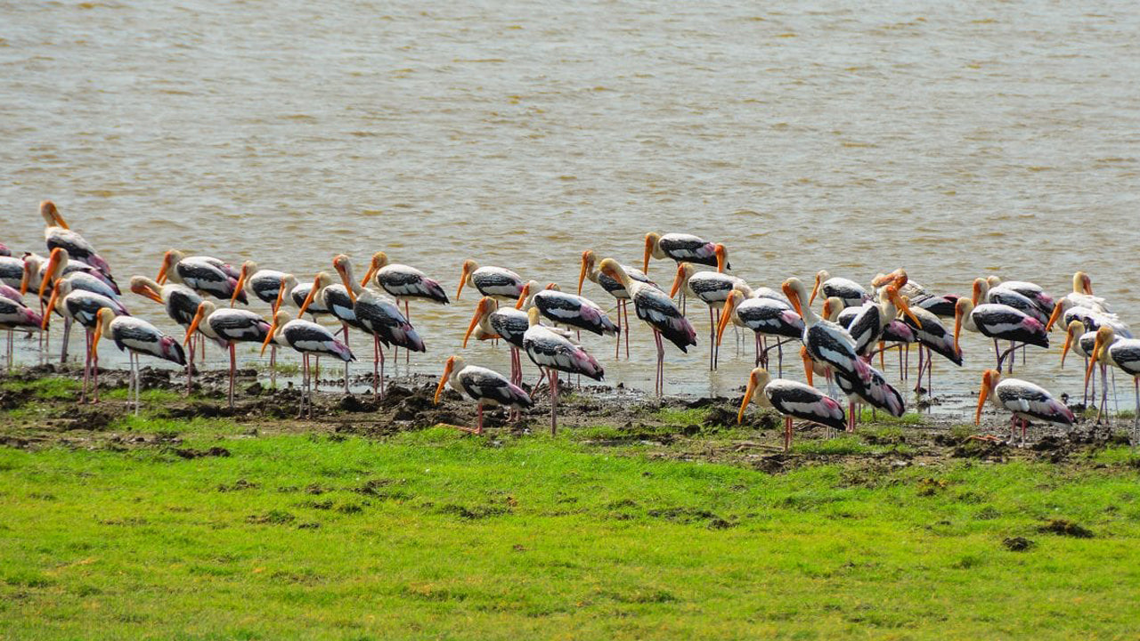 Entreeticket voor het Minneriya National Park