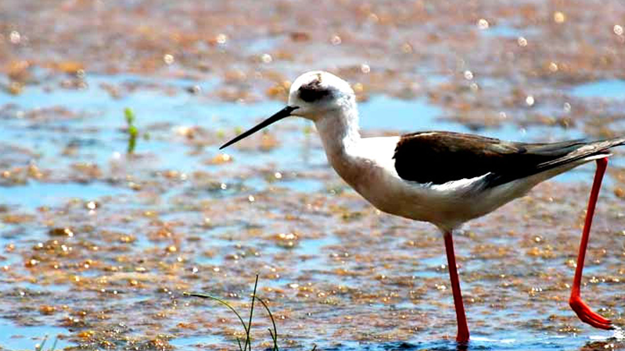 Entreetickets voor het Kaudulla National Park