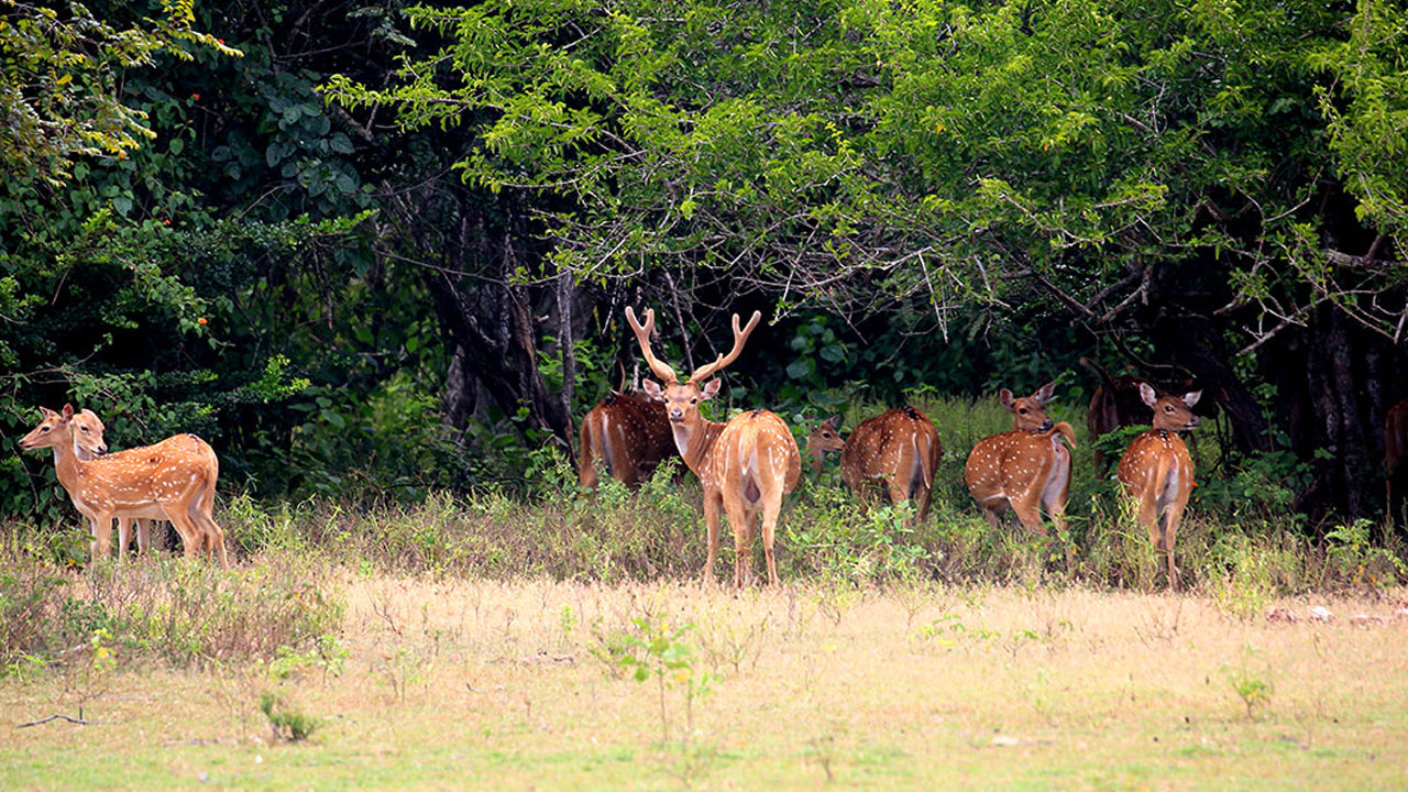 Entreetickets voor het Kumana National Park