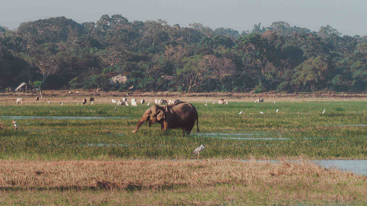 Entreetickets voor het Kumana National Park