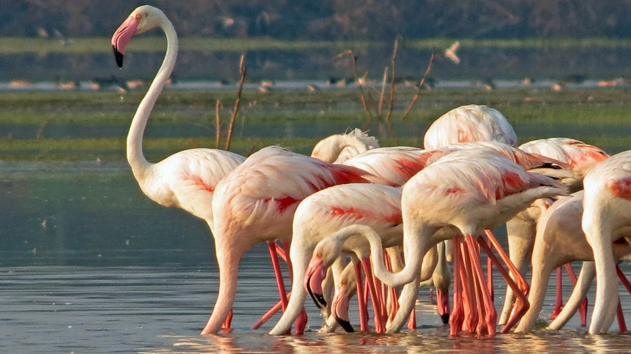 Entreekaartjes voor het Bundala National Park