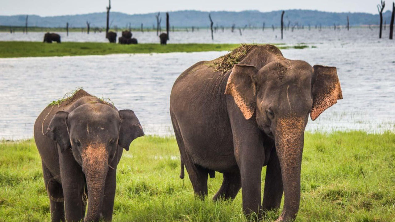 Entreekaartjes voor het Bundala National Park