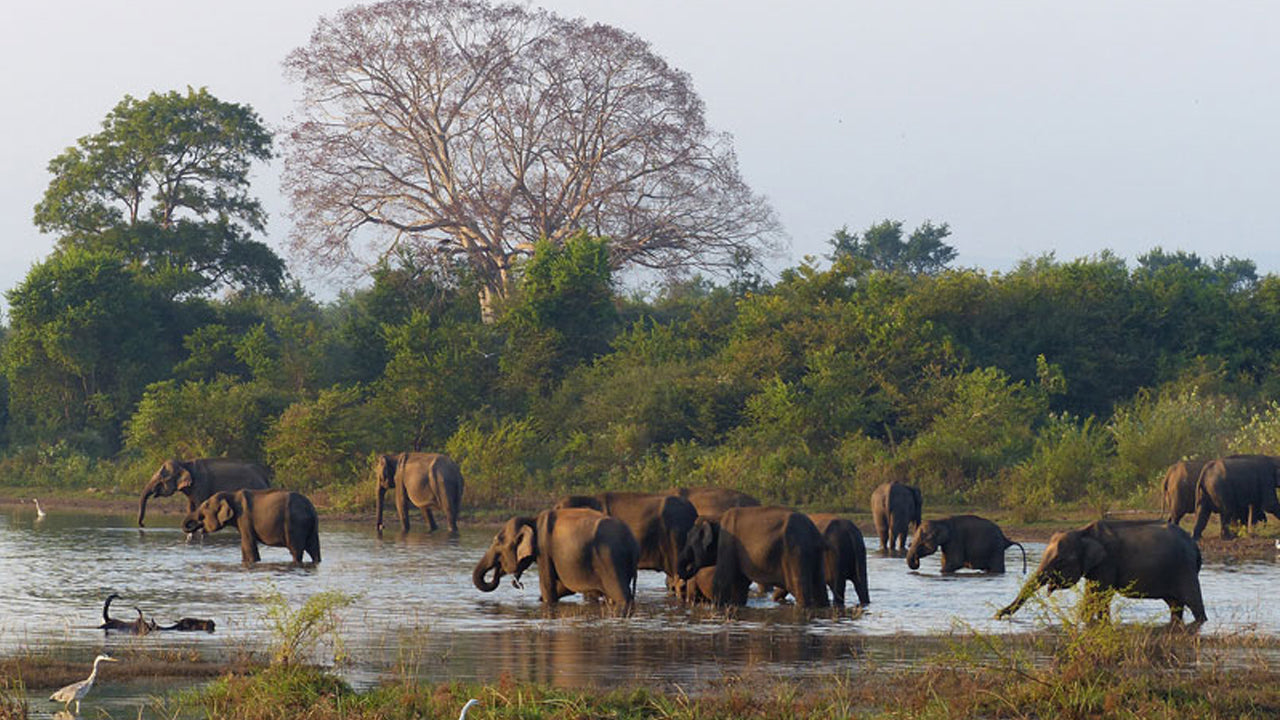 Entreetickets voor Wasgamuwa National Park