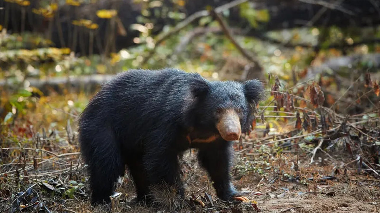 Entreetickets voor Wasgamuwa National Park