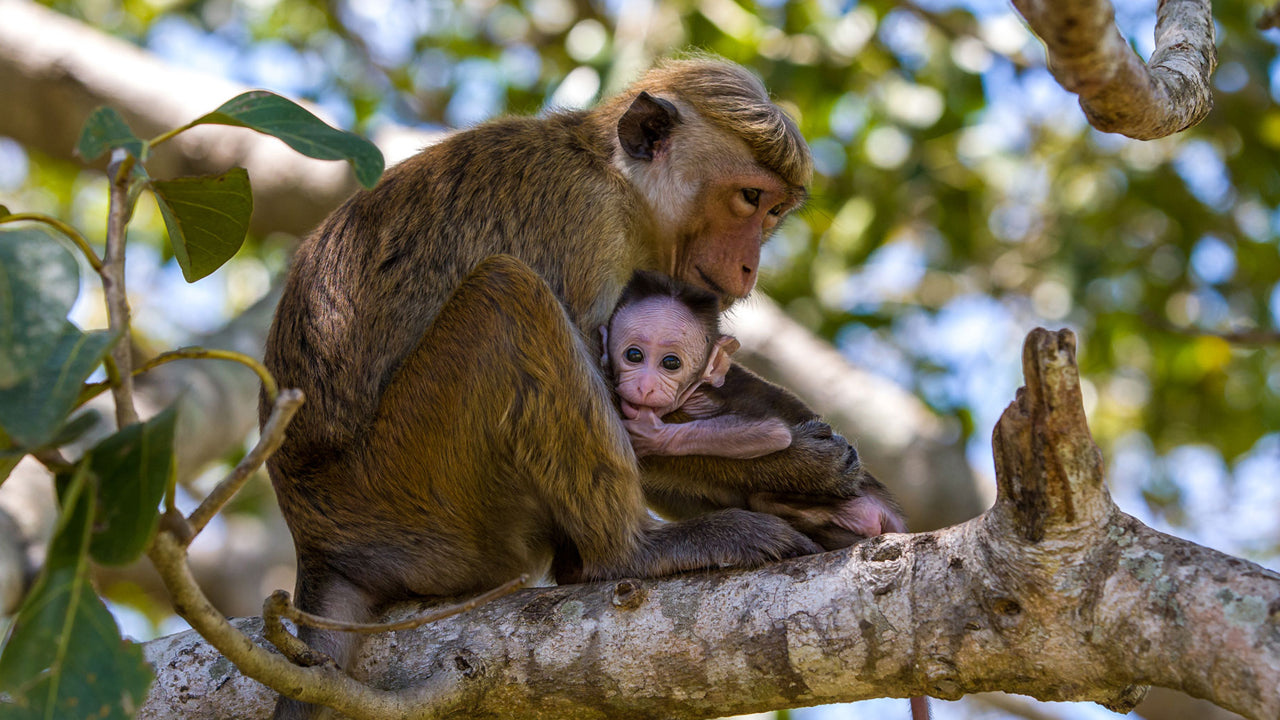 Entreetickets voor het Wilpattu National Park