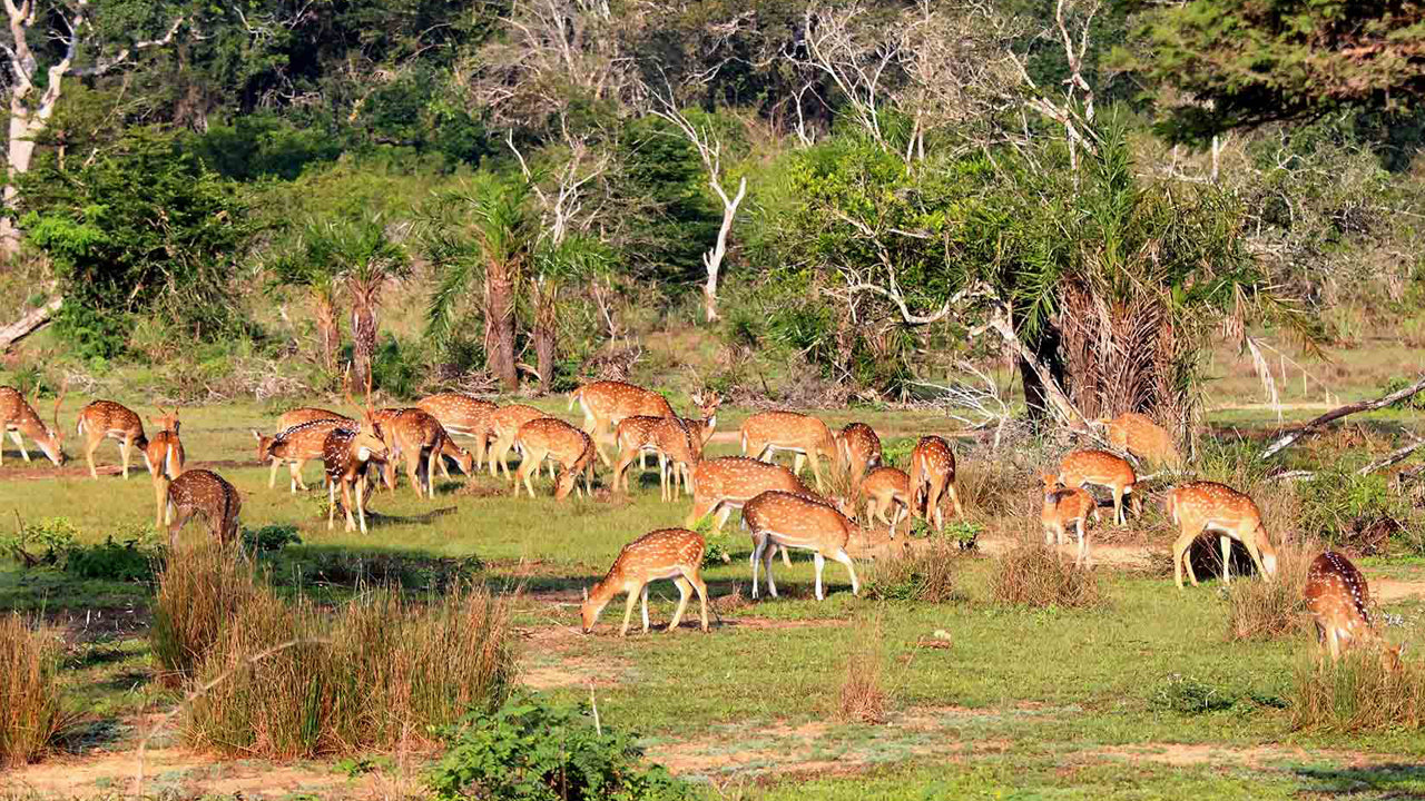 Entreetickets voor het Wilpattu National Park