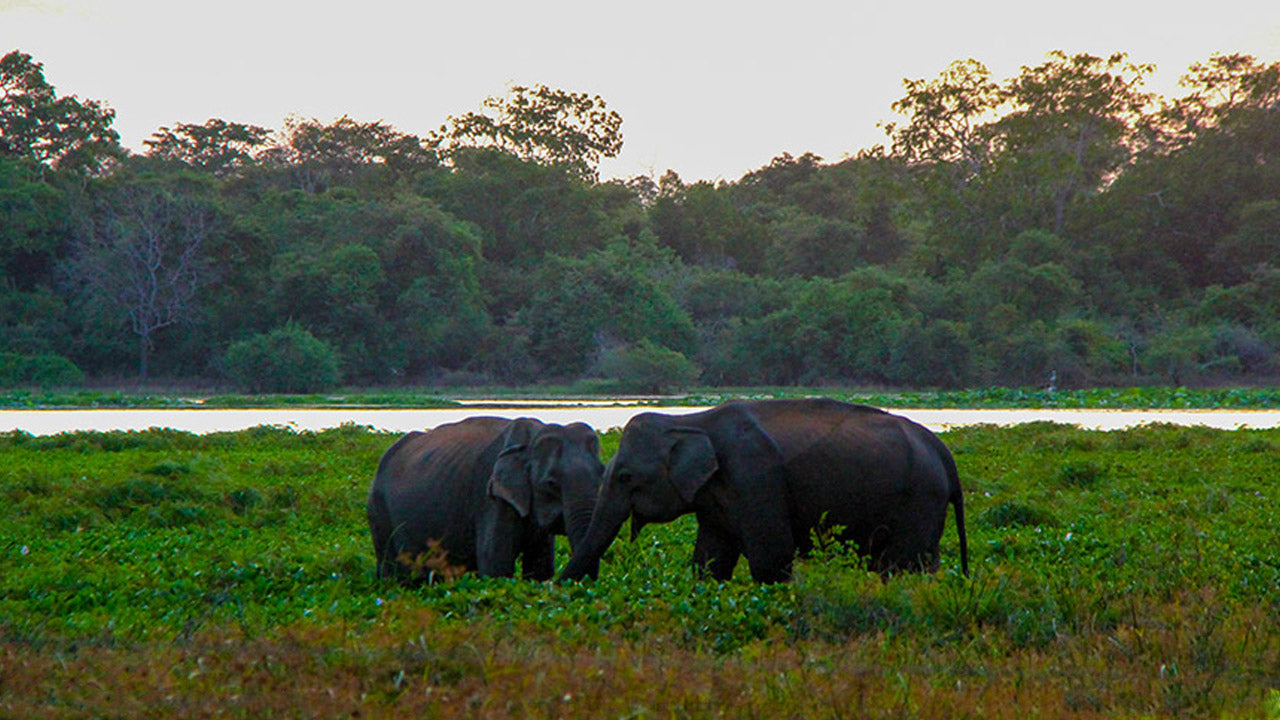 Entreetickets voor het Wilpattu National Park