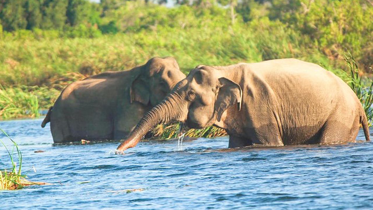 Entreetickets voor het Gal Oya National Park