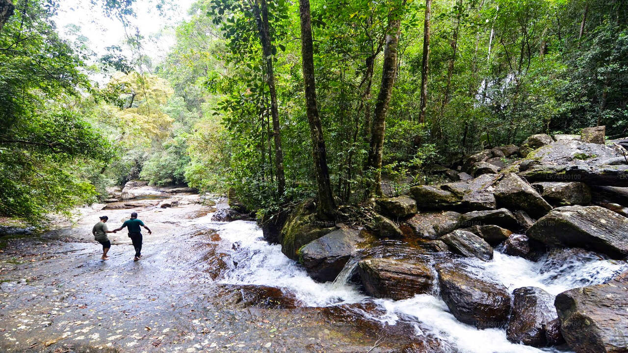 Wandeltocht door het Sinharaja regenwoud