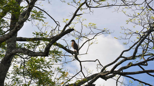 Vogels kijken in Anawilundawa Sanctuary vanuit Kalpitiya