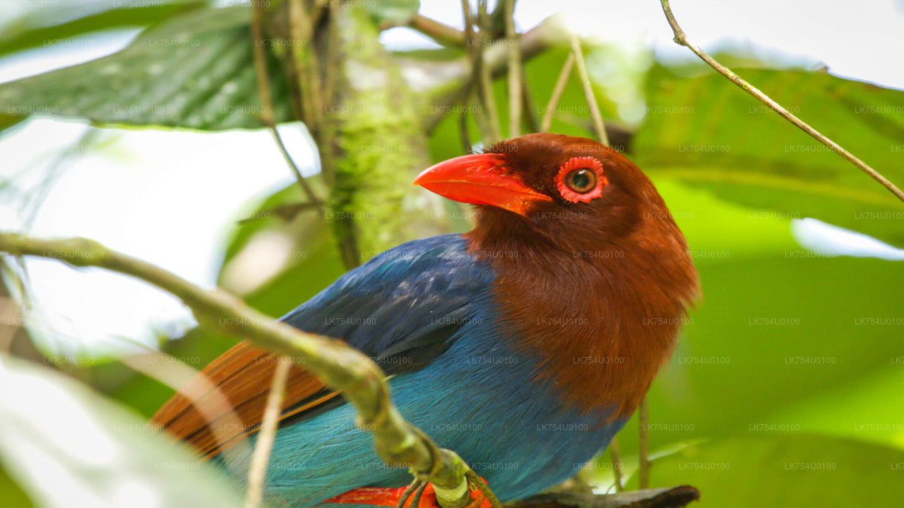 Vogels spotten vanuit het Sinharaja-regenwoud