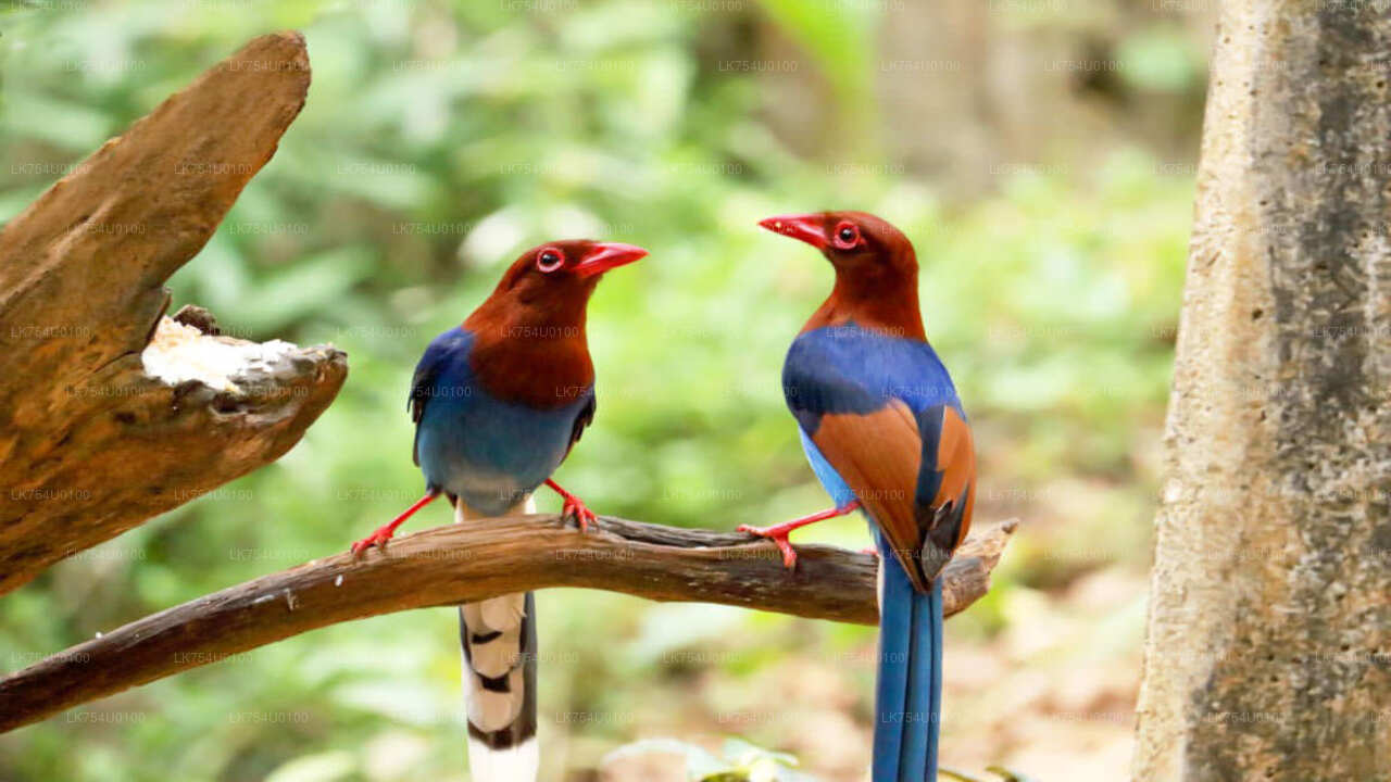 Vogels spotten vanuit het Sinharaja-regenwoud