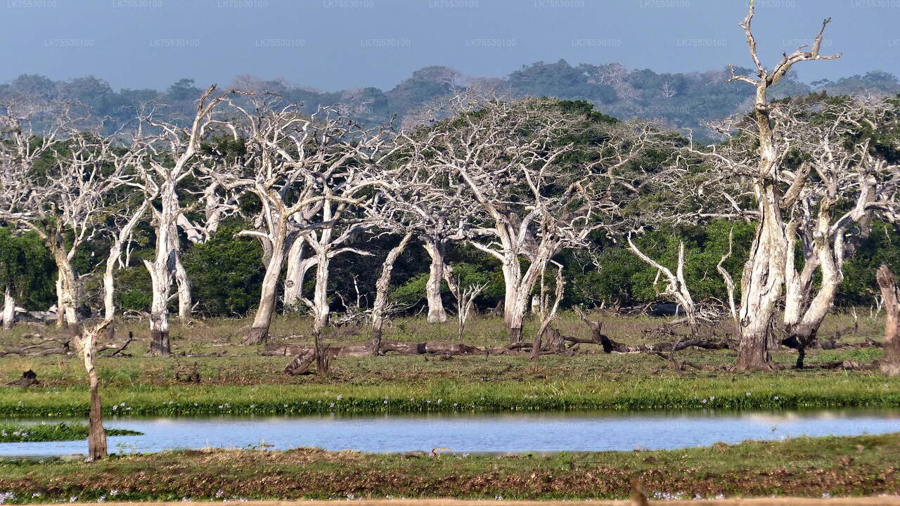 Vogelsafari in Kumana National Park