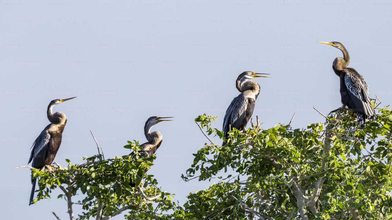 Vogelsafari in Kumana National Park