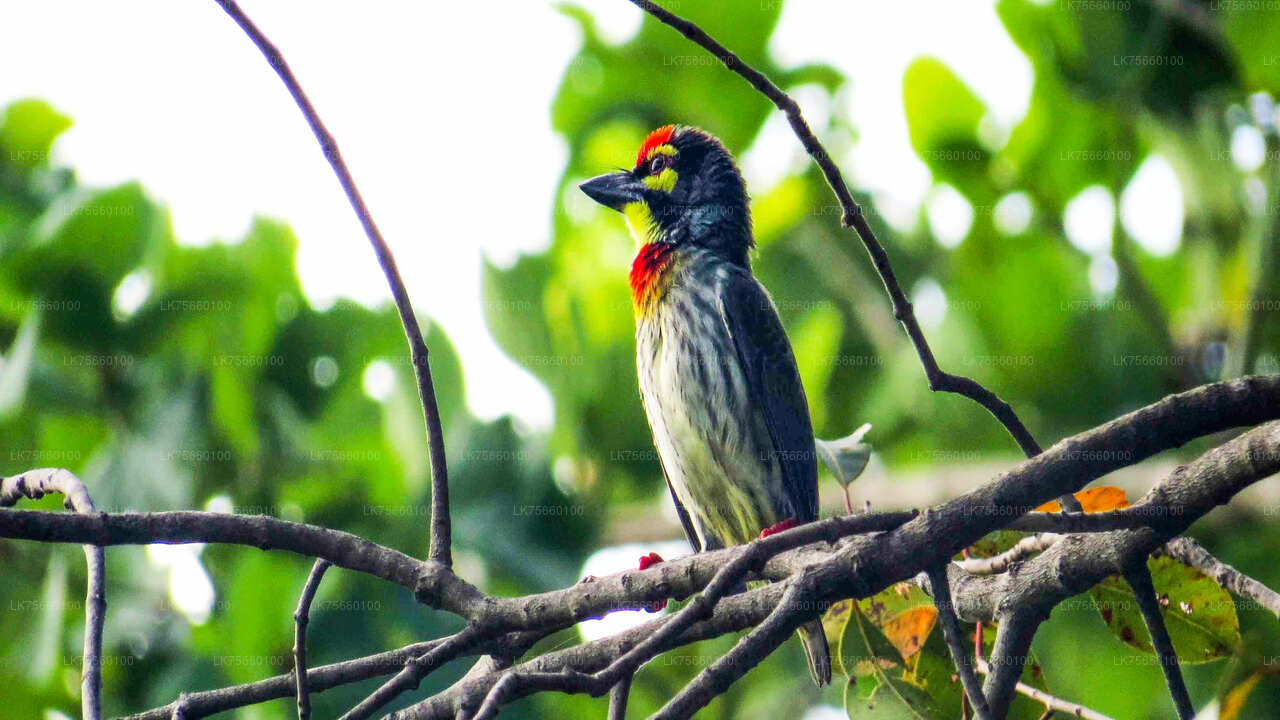 Vogels kijken in Thalangama Wetland vanaf Mount Lavinia