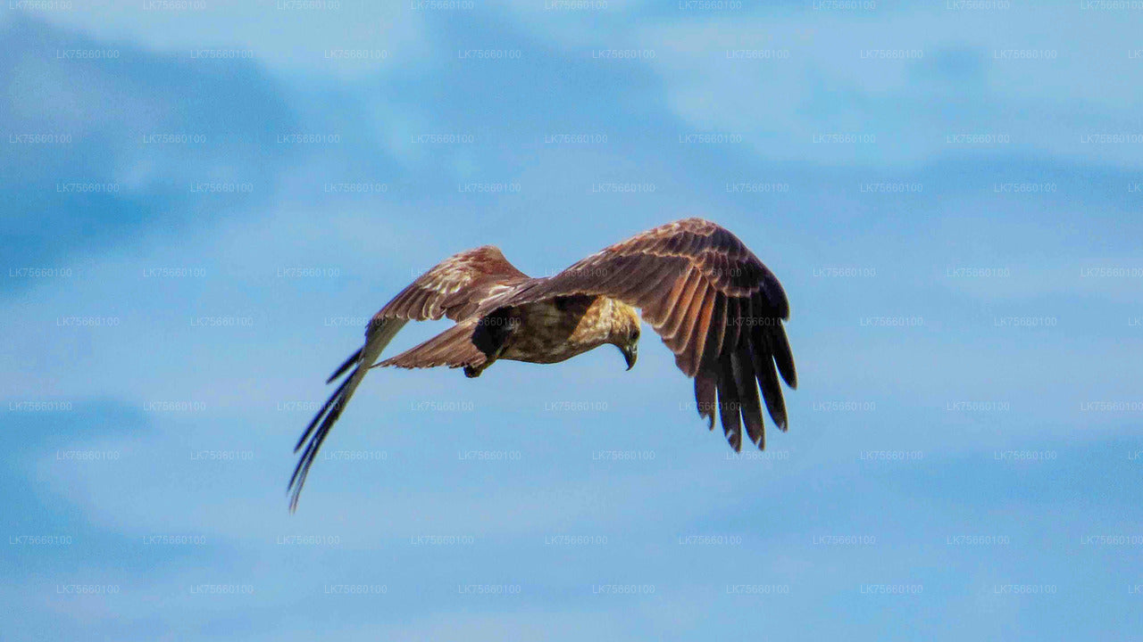 Vogels kijken in Thalangama Wetland vanaf Mount Lavinia