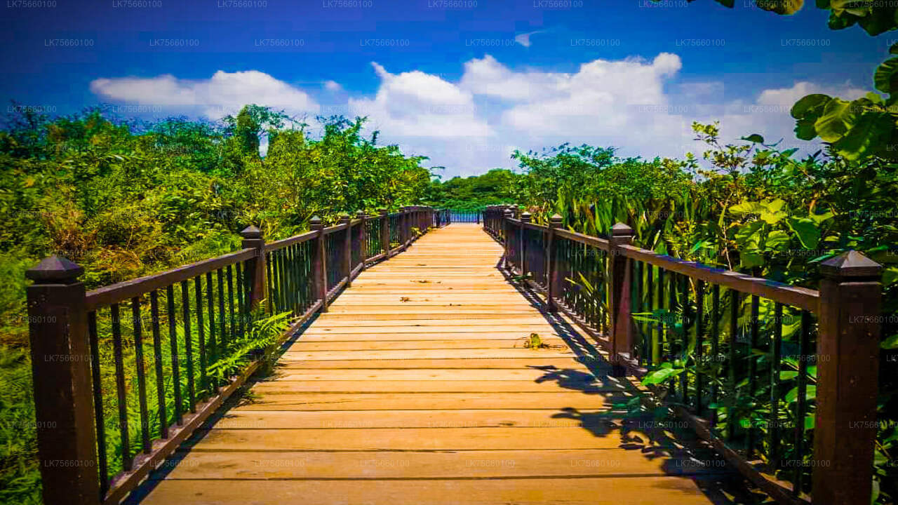 Vogels kijken in Thalangama Wetland vanaf Mount Lavinia